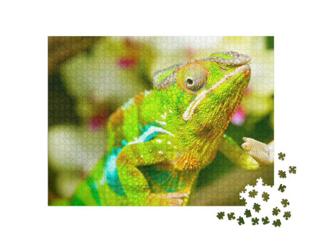 Puzzel 1000 stukjes „Kleurrijke kameleon“