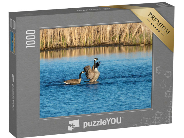 Puzzel 1000 stukjes „Canadese ganzen op het meer“