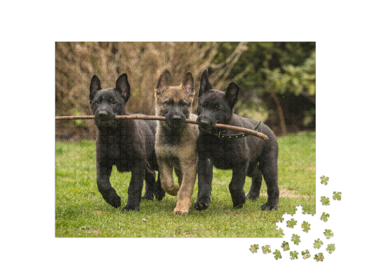 Puzzel 1000 stukjes „Drie herder puppy's brengen een stok“