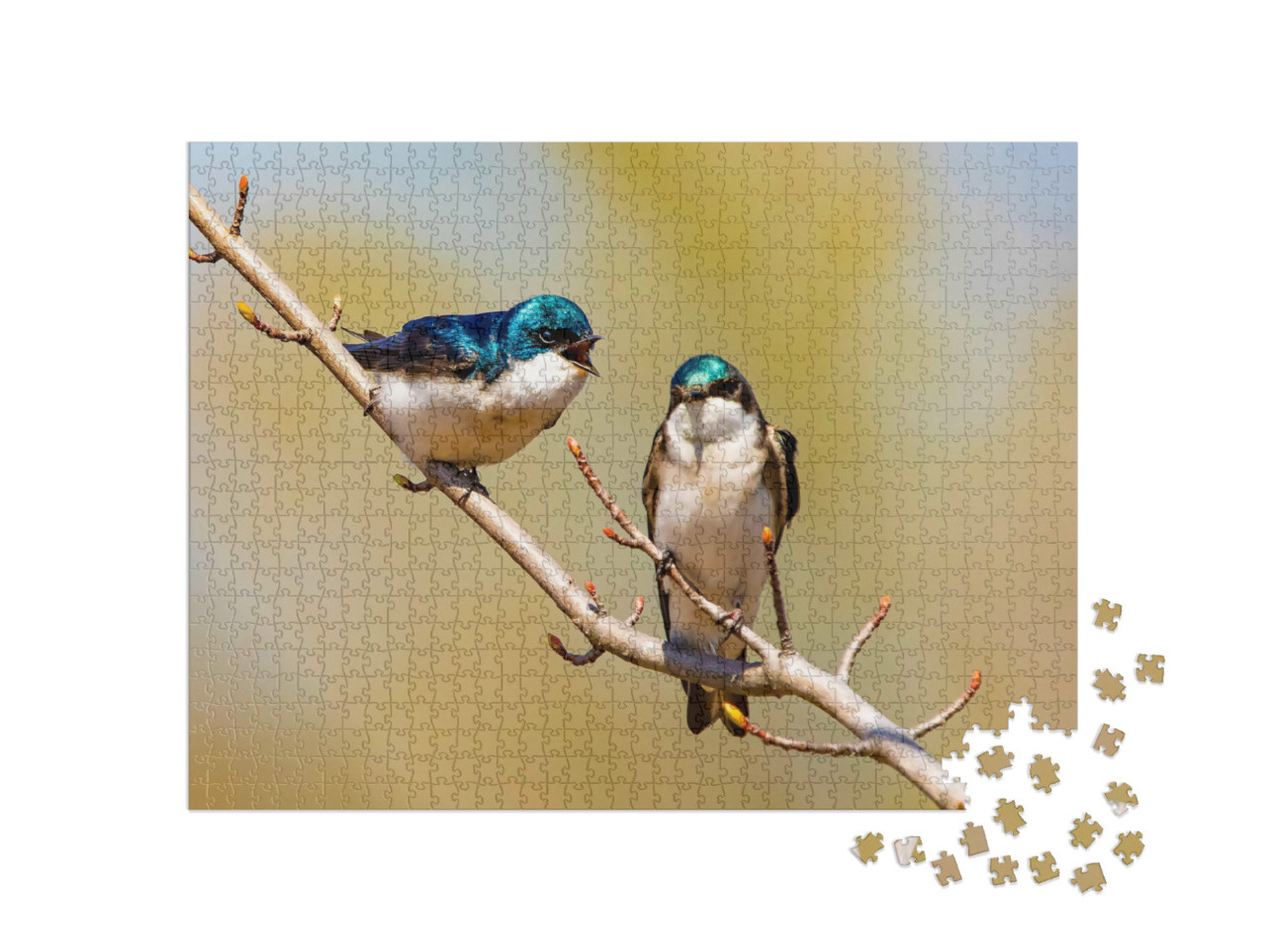 Puzzel 1000 stukjes „Glinsterende blauwe boomzwaluwen op een tak“