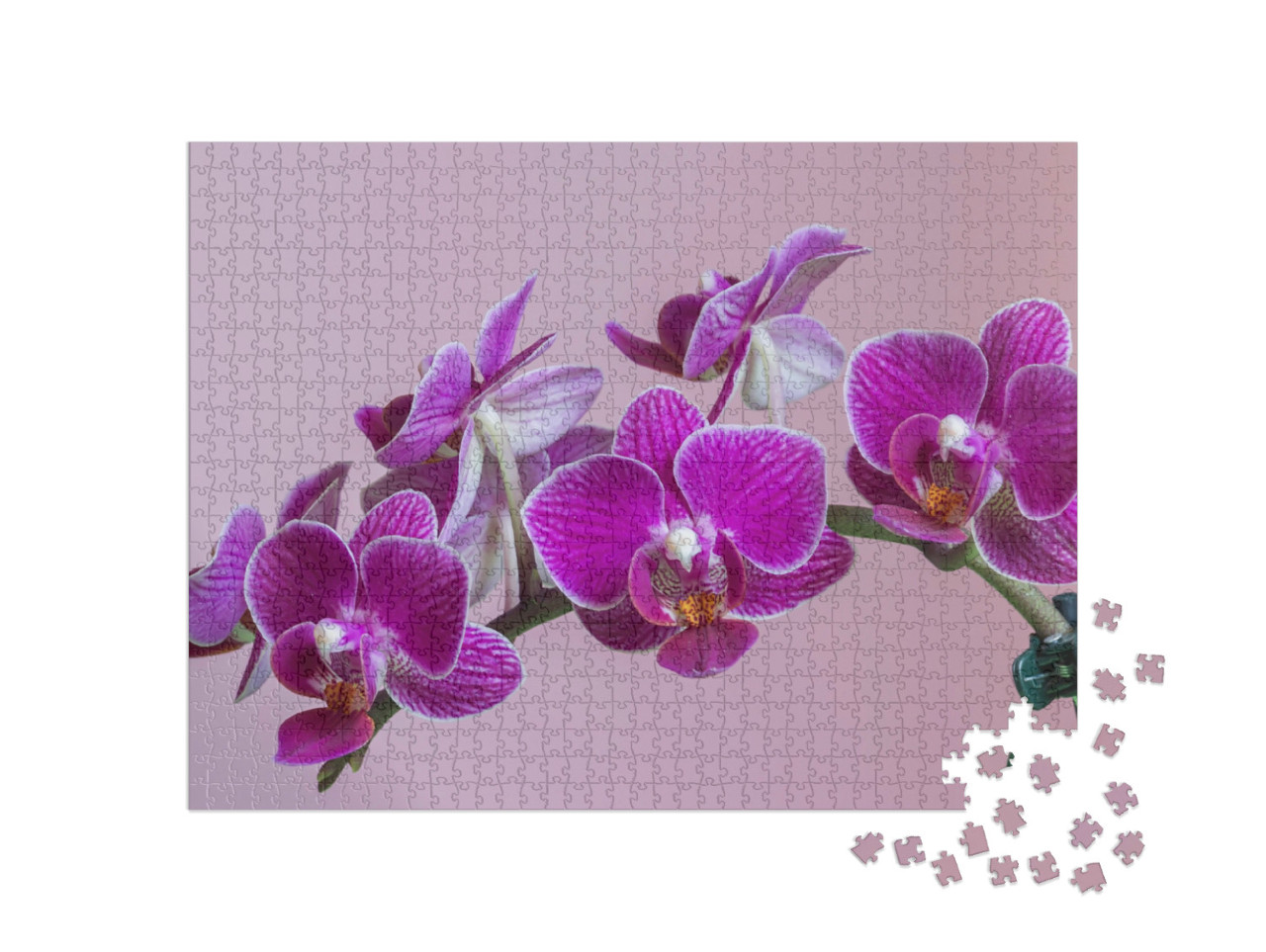 Puzzel 1000 stukjes „Mottenorchis als prachtige paarse orchidee“