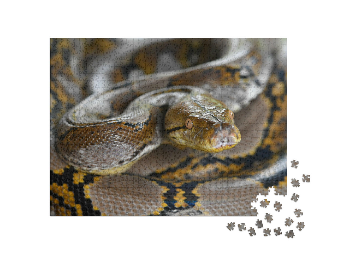 Puzzel 1000 stukjes „Pythonslang van Borneo, Python reticulatus“
