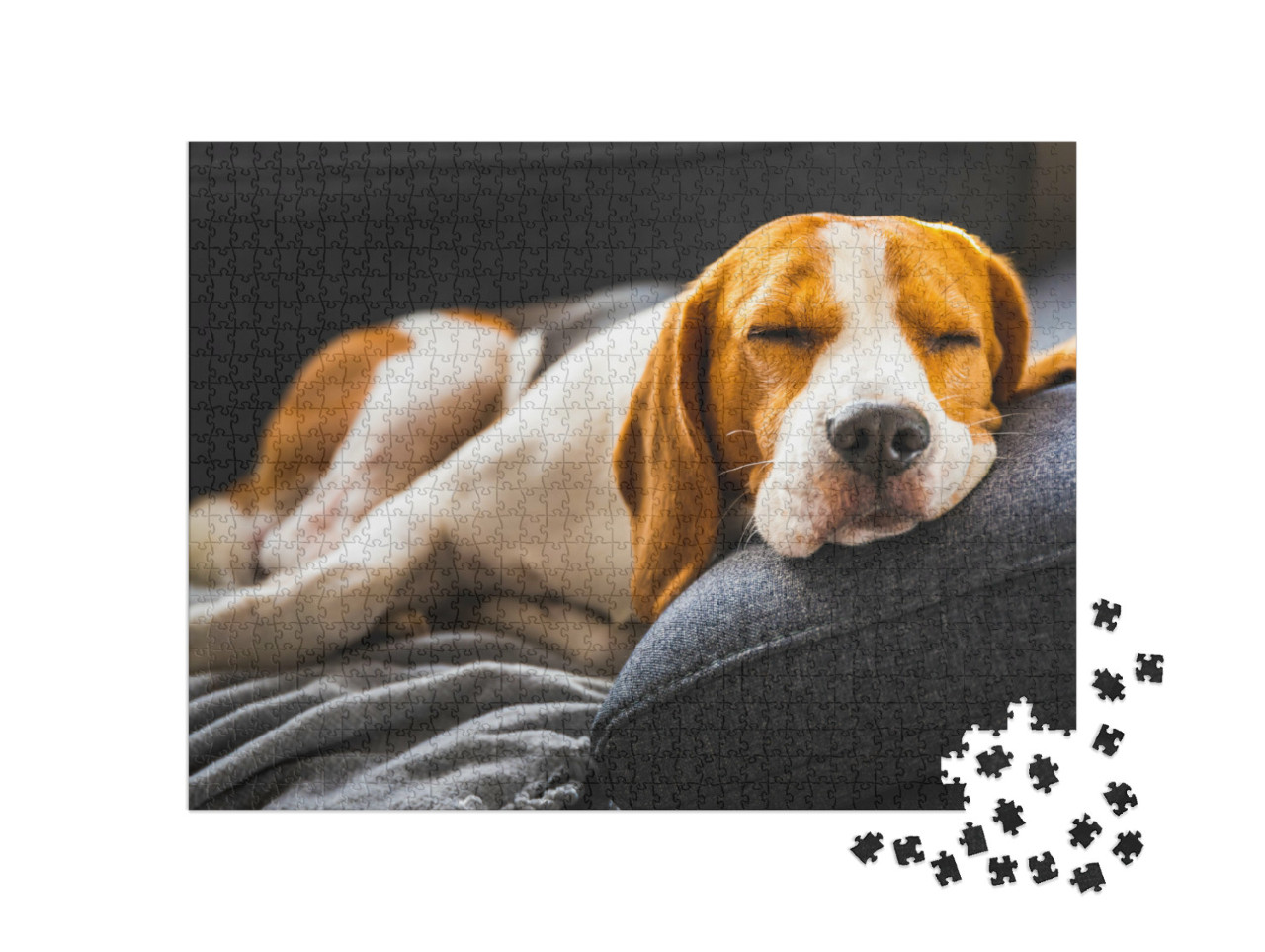 Puzzel 1000 stukjes „Een beagle op de bank“
