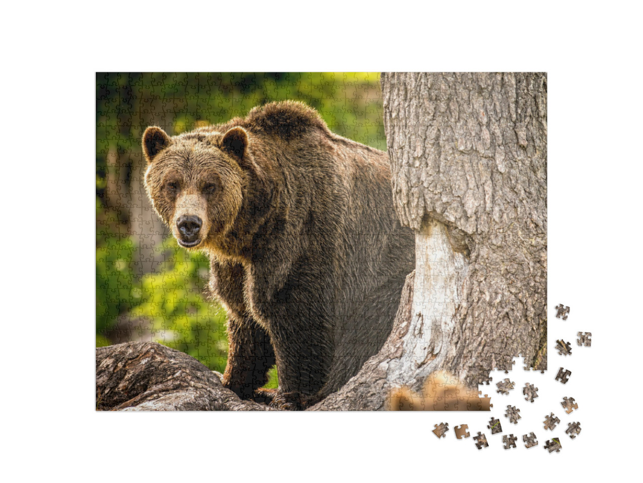 Puzzel 1000 stukjes „Volwassen grizzlybeer rent door het bos“