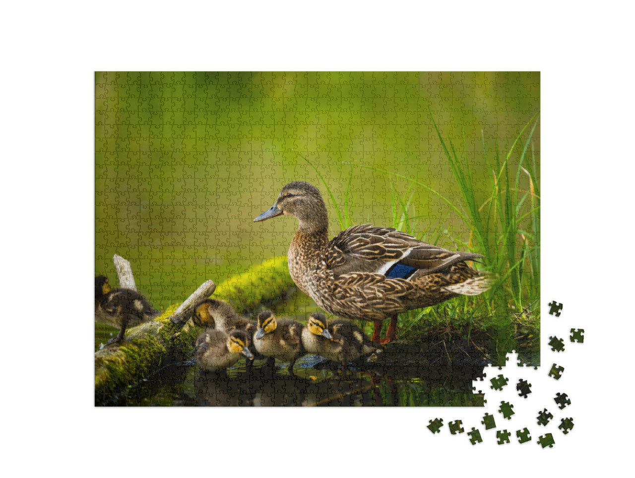 Puzzel 1000 stukjes „Vrouwelijke wilde eend met kleine eendjes“