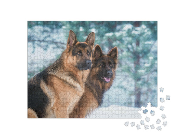 Puzzel 1000 stukjes „Portret van twee Duitse herders in de winter“