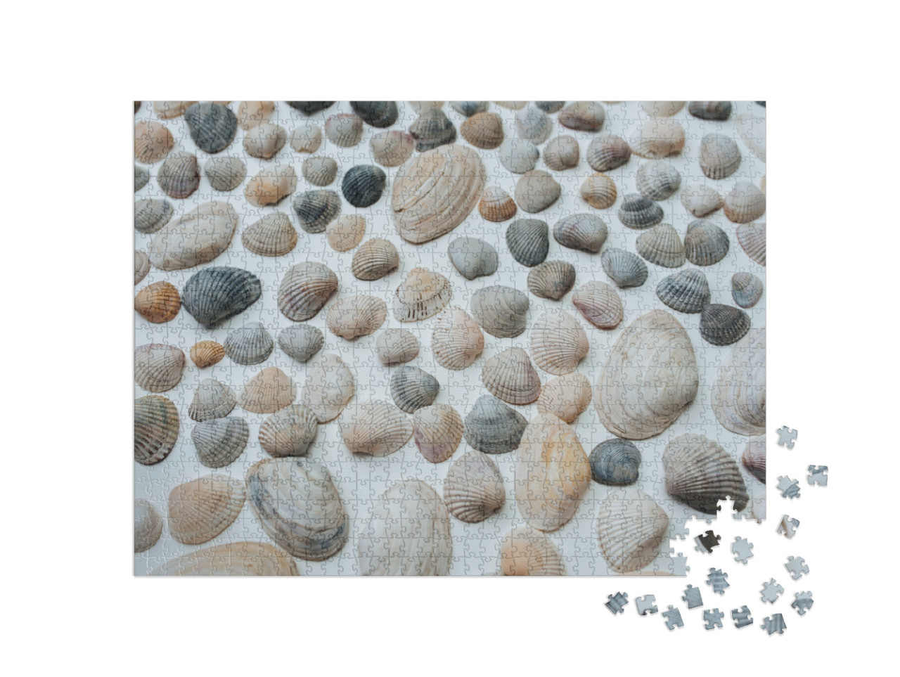 Puzzel 1000 stukjes „Veel mooie schelpen“