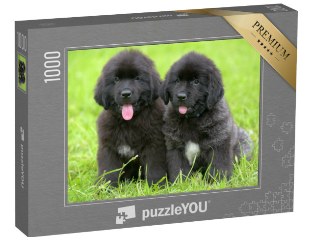 Puzzel 1000 stukjes „Twee kleine zwarte Newfoundland puppy's“
