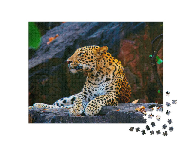 Puzzel 1000 stukjes „Indische luipaard, Panthera pardus fusca, Ranthambhore Tiger Reserve, Rajasthan“