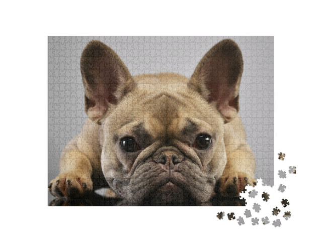 Puzzel 1000 stukjes „Portret van een schattige Franse bulldog“