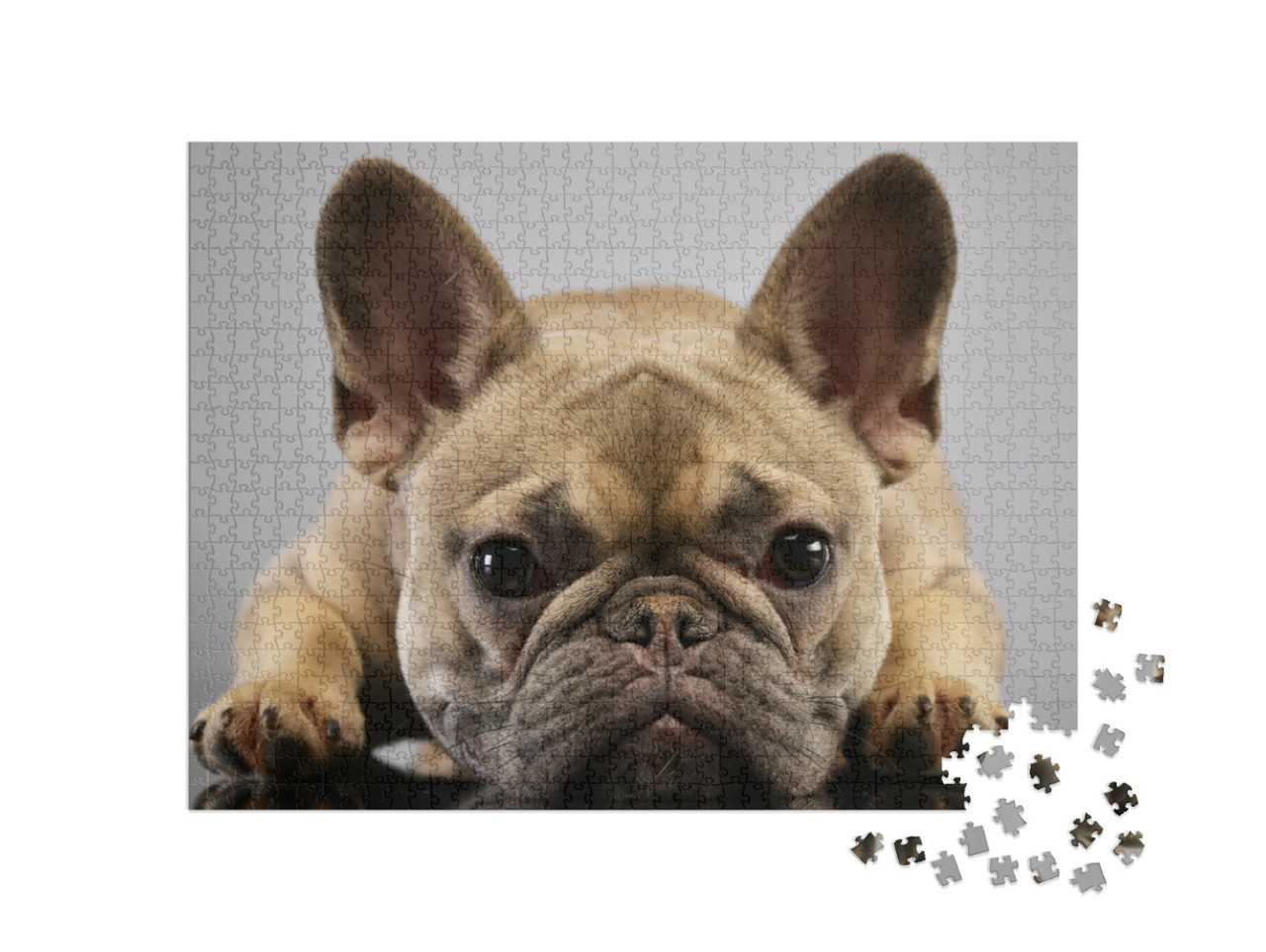 Puzzel 1000 stukjes „Portret van een schattige Franse bulldog“