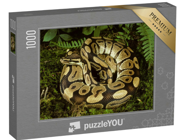 Puzzel 1000 stukjes „Prachtige balpython uit Afrika“
