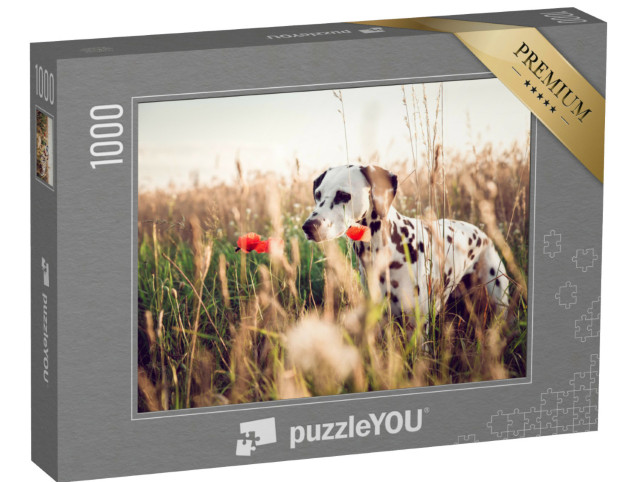 Puzzel 1000 stukjes „Schattige dalmatiër in een maïsveld“