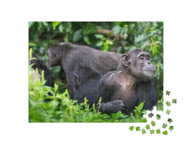 Puzzel 1000 stukjes „Chimpanseegroep en volwassen aap“