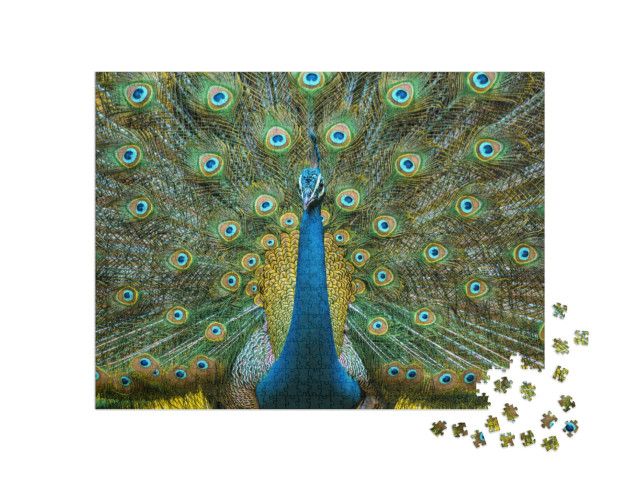 Puzzel 1000 stukjes „Pauw, nationale vogel van India“