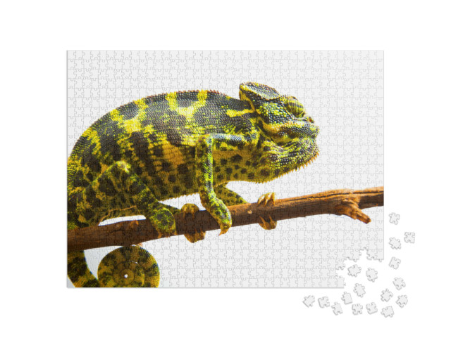 Puzzel 1000 stukjes „Gewone kameleon“