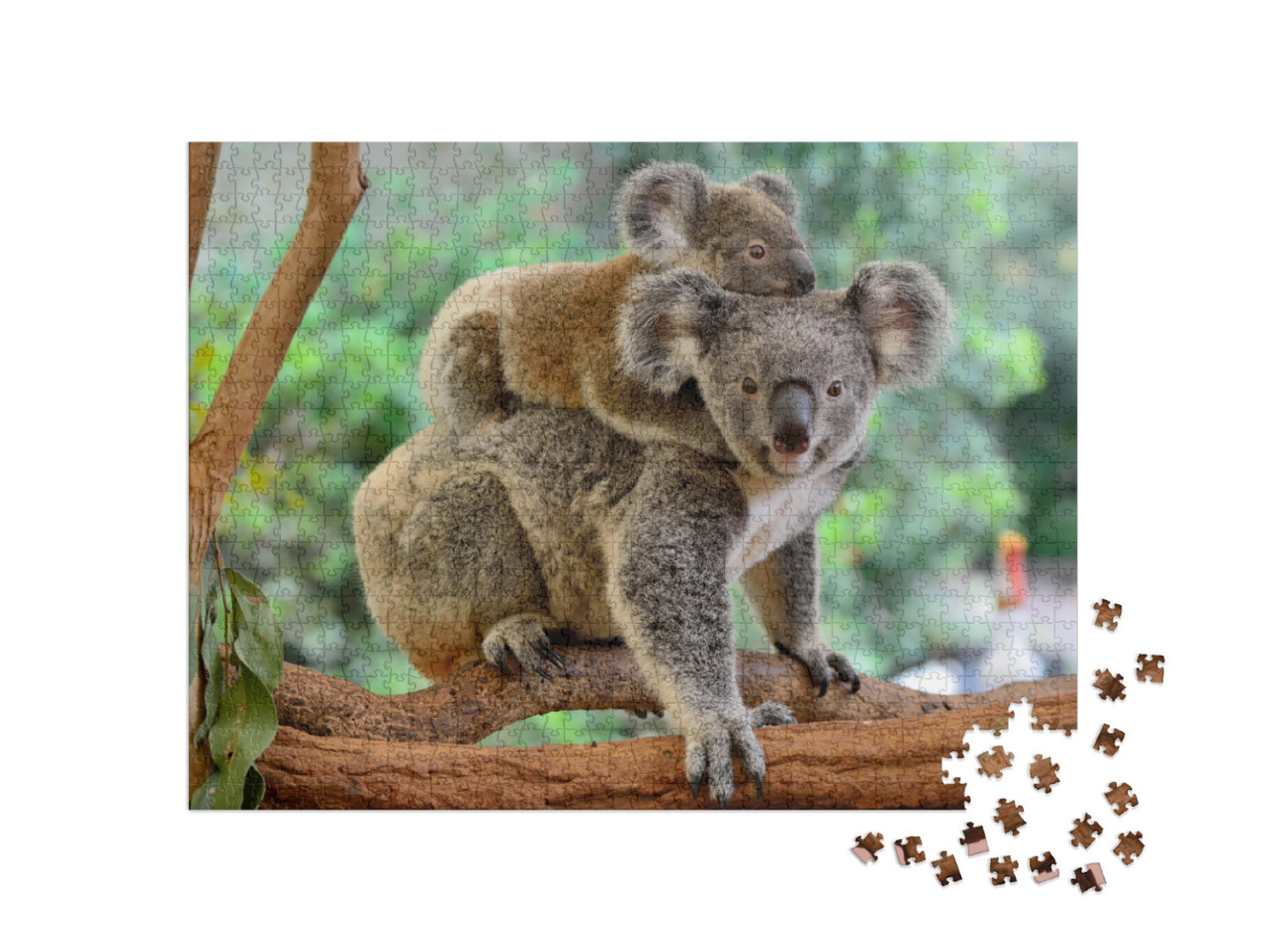 Puzzel 1000 stukjes „Koala moeder met baby op haar rug op een eucalyptusboom“