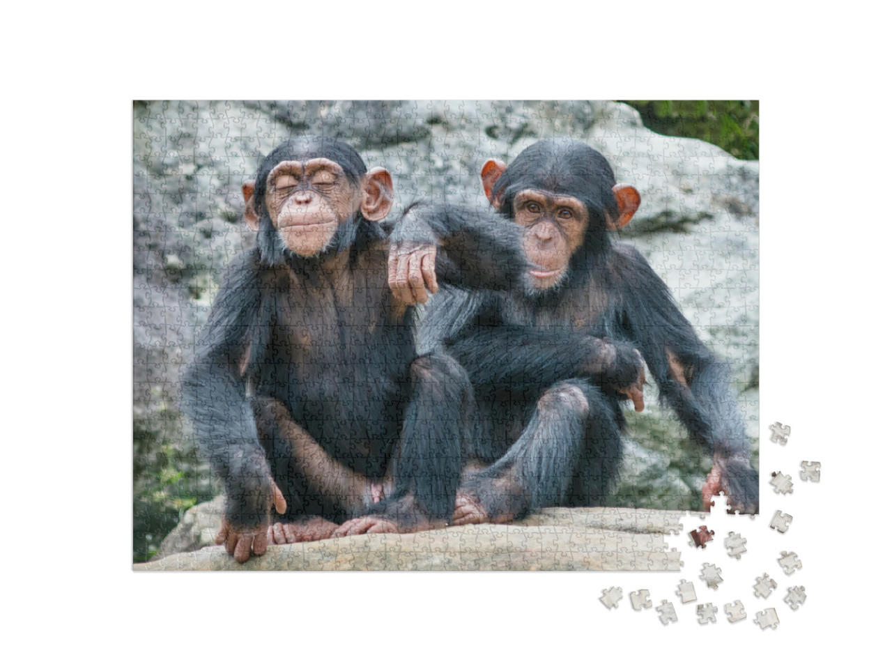 Puzzel 1000 stukjes „Twee speelse baby chimpansees naast elkaar“