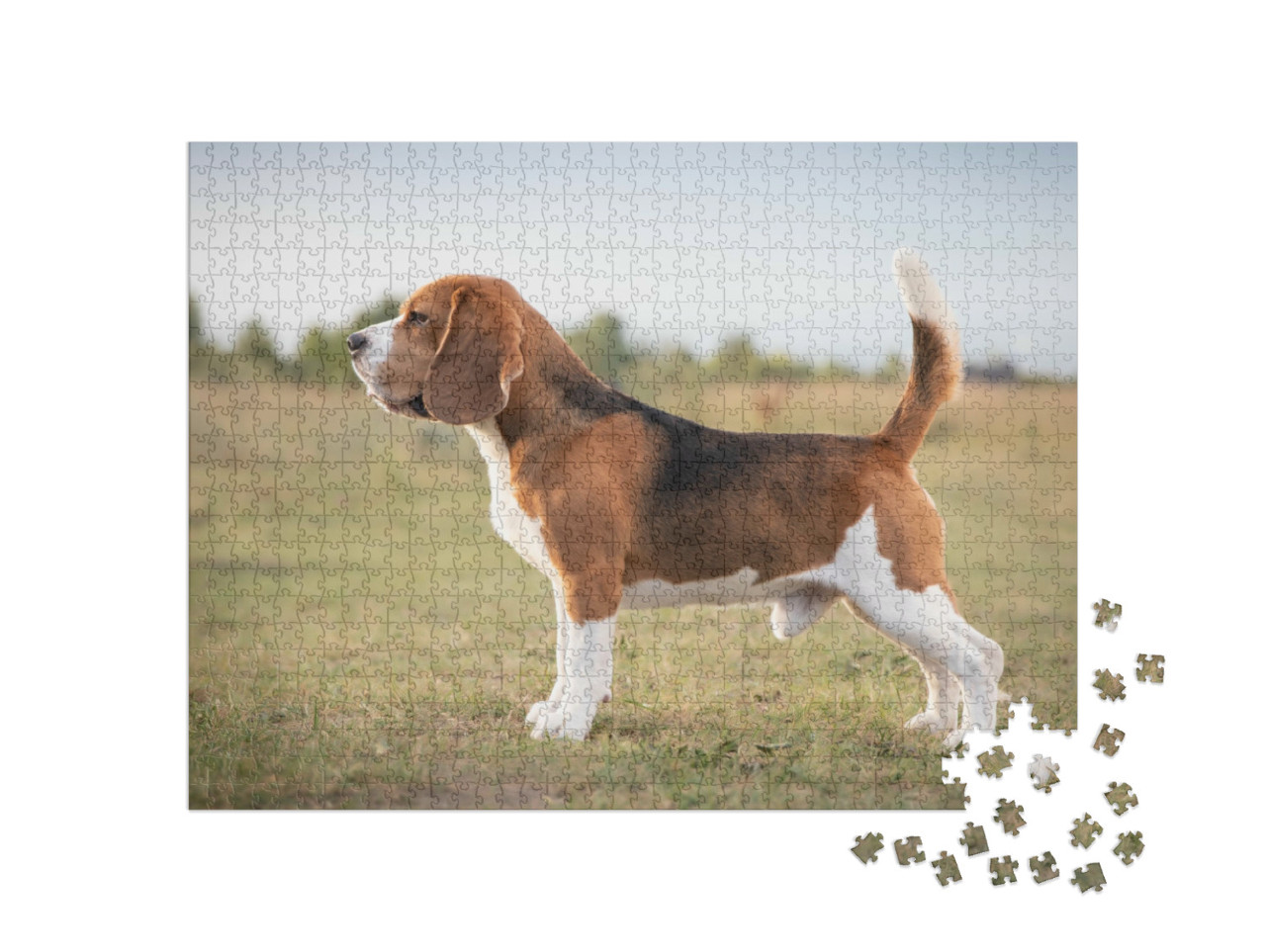 Puzzel 1000 stukjes „Een beagle, klaar om te jagen“