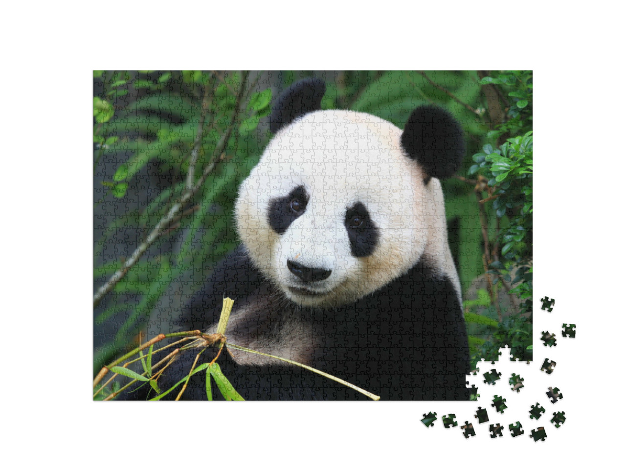 Puzzel 1000 stukjes „Een pandabeer geniet van bamboescheuten“